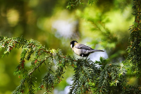Great tit perched calmly on tree branch surrounded by fresh green leaves in springtime parkの写真素材