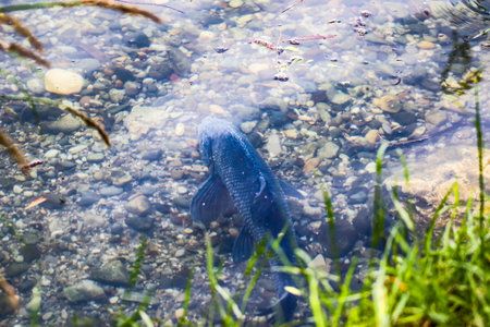 Big Abramis brama fish floats underwater in mating season on calm lake near Regensburgの写真素材