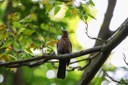 A young blackbird rests on a moss covered branch surrounded by soft green foliage in natural sunlight.の写真素材