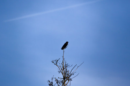 Dark crow silhouette contrasts with bright sky, highlighting natural solitude and striking...