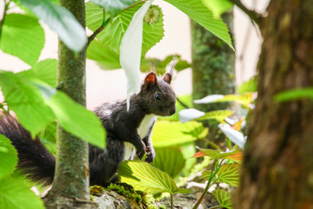 Dark Eurasian squirrel climbs tree in spring park actively searching for nuts seeds and insectsの写真素材