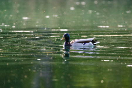 Mallard duck calmly floating on calm green water surrounded by vibrant spring vegetation near...