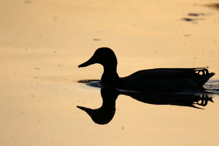 Silhouette of duck on shimmering water with warm golden hues and peaceful natural atmosphereの写真素材
