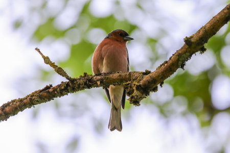 Colorful male chaffinch shows bright plumage with terracotta chest and distinctive wing stripesの写真素材