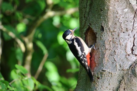 Great spotted woodpecker climbing tree trunk tapping bark searching for insects and larvaeの写真素材