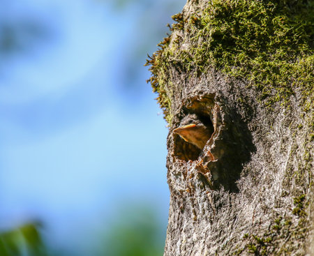 Starling chick with wide orange beak silhouetted in tree cavity waiting for feeding parentsの写真素材