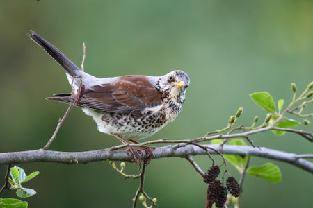 Bird perches quietly on branch in bright spring sunlight outdoors nature sceneの写真素材
