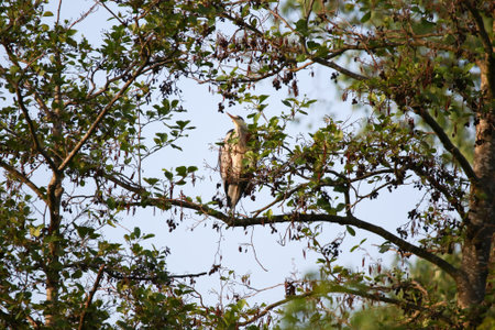 Large Ardea cinerea bird with long sharp beak resting on branches in sunlightの写真素材