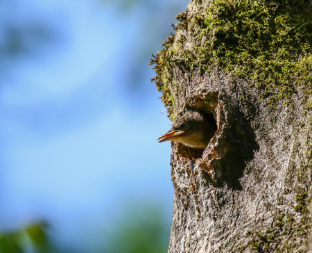 Starling chick with wide orange beak silhouetted in tree cavity waiting for feeding parentsの写真素材