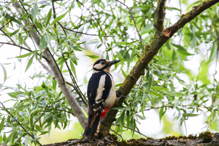 Great Spotted Woodpecker perched on tree branch with lush green leavesの写真素材