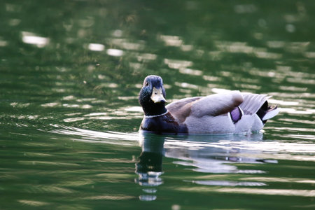 Mallard duck calmly floating on calm green water surrounded by vibrant spring vegetation near Regensburgの写真素材