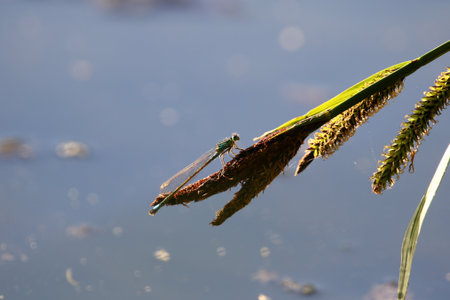 Bright green and blue Ischnura senegalensis damselfly warms on lakeside plants on sunny spring day