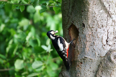 Great spotted woodpecker climbing tree trunk tapping bark searching for insects and larvaeの写真素材