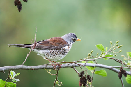 Bird perches quietly on branch in bright spring sunlight outdoors nature scene