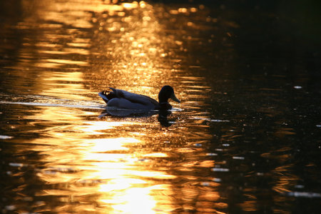 Silhouette of duck on shimmering water with warm golden hues and peaceful natural atmosphereの写真素材