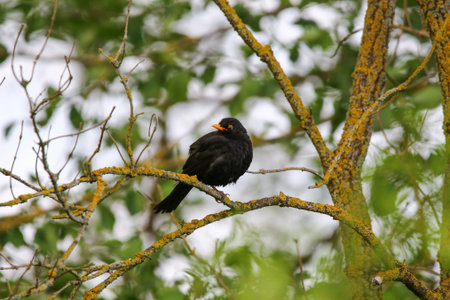 Blackbird perched on tree branch with fresh green leaves in springtime park settingの写真素材
