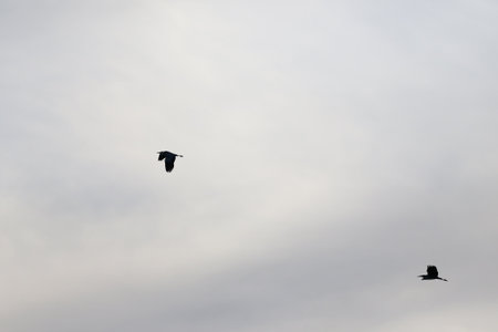 Silhouette of large Ardea cinerea soaring with curved neck and extended legs in flightの写真素材