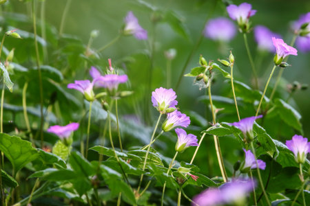 Small purple geranium blossoms in natural setting with soft focus on greenery and petalsの写真素材