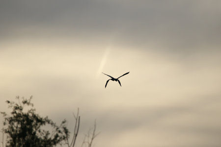 Silhouette of large Ardea cinerea soaring with curved neck and extended legs in flightの写真素材