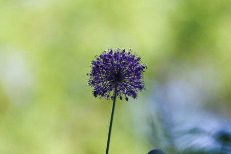 Purple allium flower cluster on tall stalk against soft green and yellow garden backgroundの写真素材