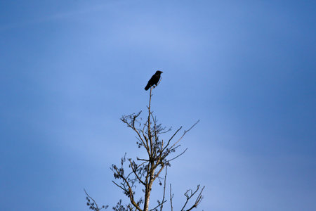 Dark crow silhouette contrasts with bright sky, highlighting natural solitude and striking compositionの写真素材