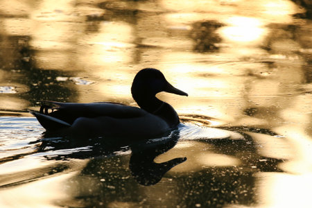 Silhouette of duck on shimmering water with warm golden hues and peaceful natural atmosphereの写真素材