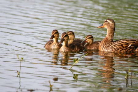 Mother Mallard leads four ducklings swimming calmly on serene lake during vibrant spring season near Regensburgの写真素材