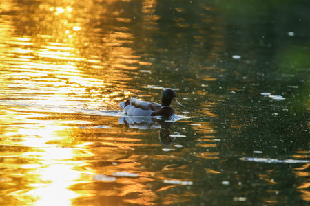 Iridescent green headed mallard glides on calm golden water with gentle ripples and peaceful atmosphereの写真素材