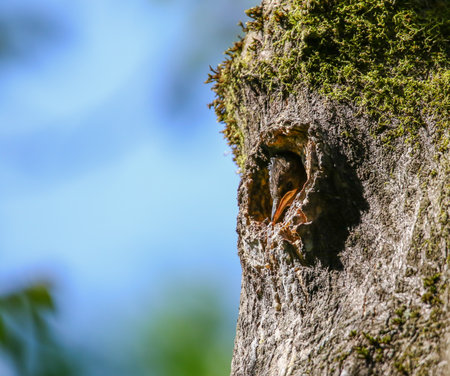 Starling chick with wide orange beak silhouetted in tree cavity waiting for feeding parentsの写真素材