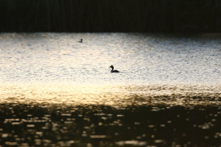 Silhouette of great crested grebe on water with vibrant golden and green reflections, serene...