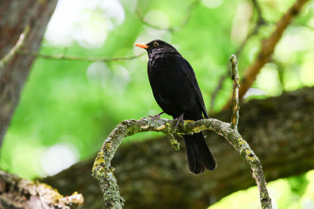 Blackbird perched on tree branch with fresh green leaves in springtime natural park settingの写真素材