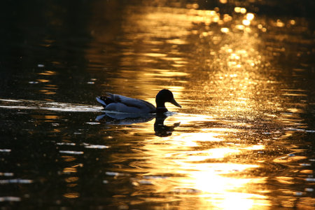 Silhouette of duck on shimmering water with warm golden hues and peaceful natural atmosphereの写真素材