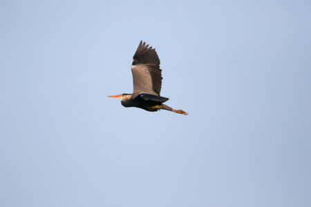 Large Ardea cinerea bird in flight with curved neck and sharp yellow beak