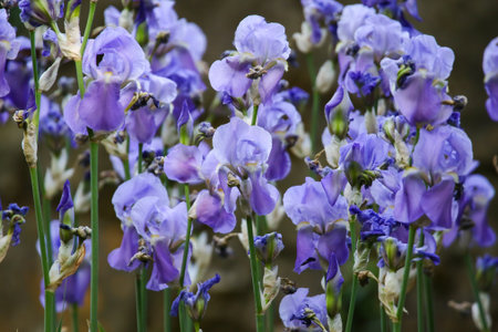 Light purple iris flowers with soft petals and green stalks in natural garden settingの写真素材