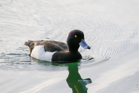 Elegant female tufted duck glides on water with contrasting black and white plumage, yellow eyeの写真素材