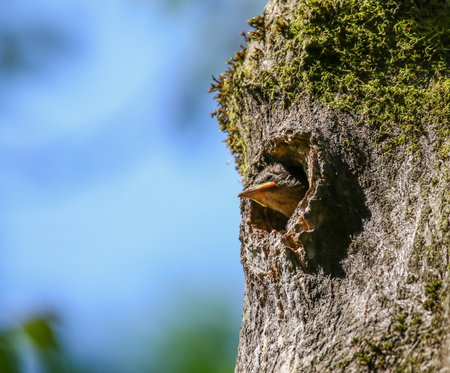 Starling chick with wide orange beak silhouetted in tree cavity waiting for feeding parentsの写真素材
