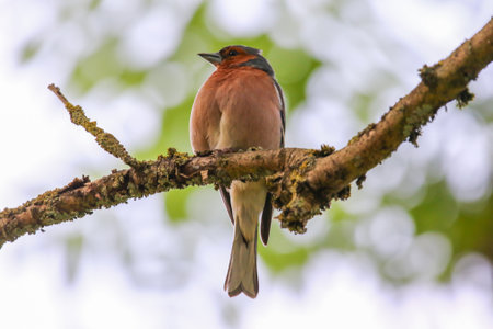 Colorful male chaffinch shows bright plumage with terracotta chest and distinctive wing stripesの写真素材