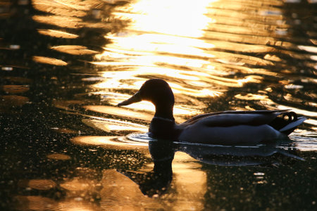 Silhouette of duck on shimmering water with warm golden hues and peaceful natural atmosphereの写真素材