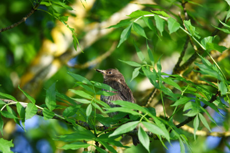 Blackbird perched on tree branch with fresh green leaves in springtime natural park settingの写真素材