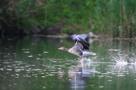 Wild goose in flight with orange legs splashing water near misty green lakeshore vegetationの写真素材