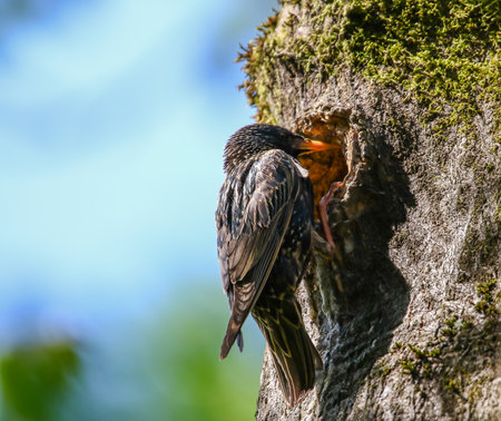 A European starling perches at its tree nest entrance displaying glossy black feathers with white speckles.の写真素材