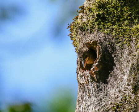 Starling chick with wide orange beak silhouetted in tree cavity waiting for feeding parentsの写真素材