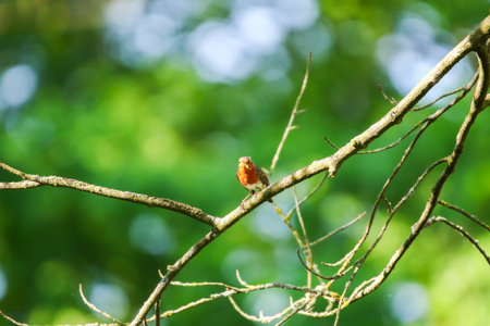 Small plump robin shows bright orange breast sitting peacefully on branch in lush forest settingの写真素材