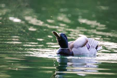 Mallard duck calmly floating on calm green water surrounded by vibrant spring vegetation near Regensburgの写真素材