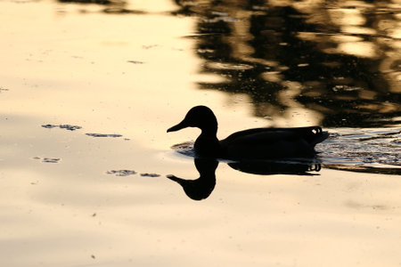 Silhouette of duck on shimmering water with warm golden hues and peaceful natural atmosphereの写真素材