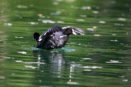 Eurasian coot swimming on calm green lake, surrounded by vegetation near Regensburg springtimeの写真素材