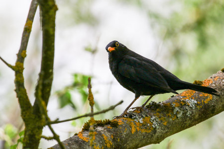Blackbird perched on tree branch in springtime natural park settingの写真素材