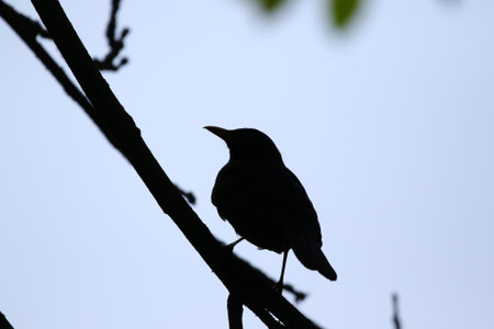 Moody silhouette of a blackbird perched on branch with bright backlight in spring parkの写真素材