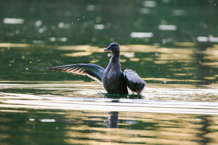 Energetic wild duck with spread wings creates splashes and waves on calm green waterの写真素材
