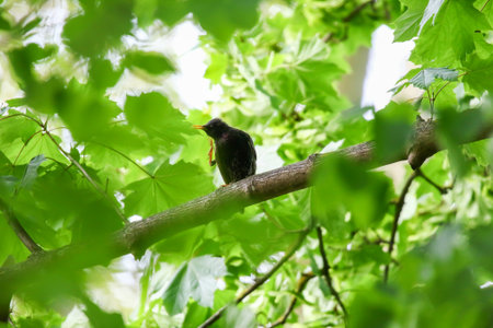 Starling singing perched on tree branch in park during spring unique mating seasonの写真素材
